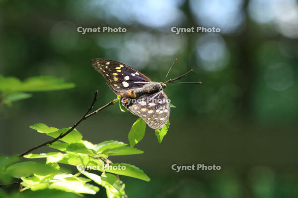 オオムラサキ（メス） [XIB110021001]