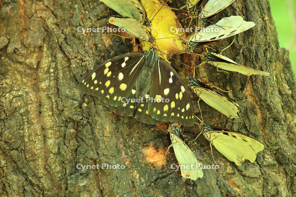 オオムラサキ（メス）の群れ [XIB110021003]