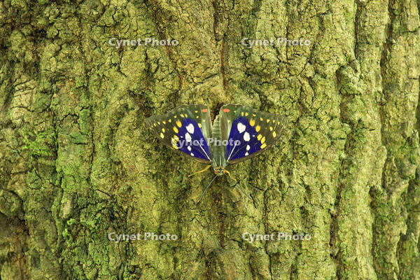 オオムラサキ（オス） [XIB110021005]