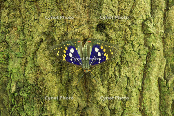 オオムラサキ（オス） [XIB110021006]