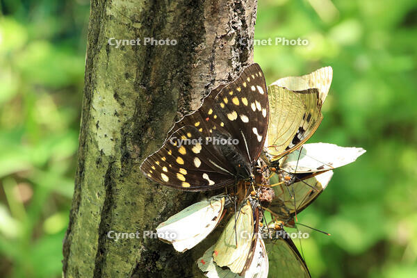 オオムラサキ（メス）の群れ [XIB110021007]