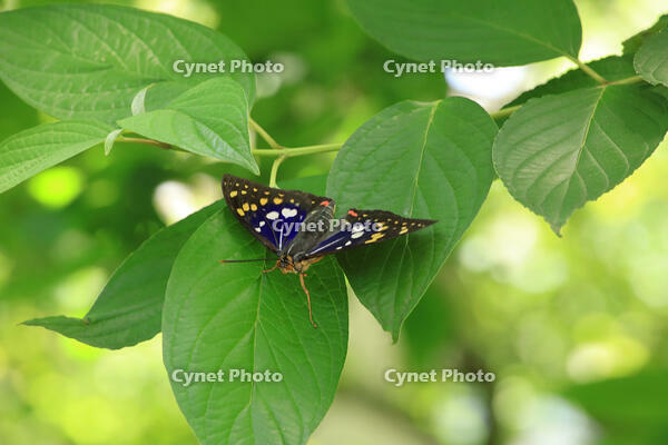 オオムラサキ（オス） [XIB110021008]