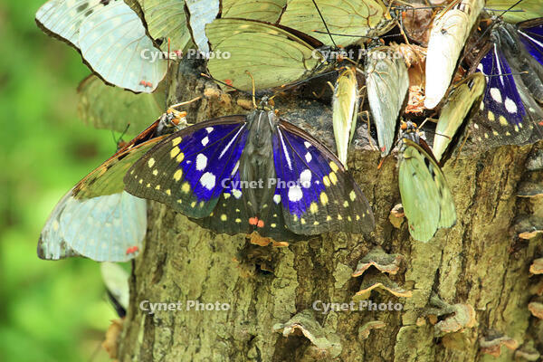 オオムラサキ（オス）の群れ [XIB110021009]