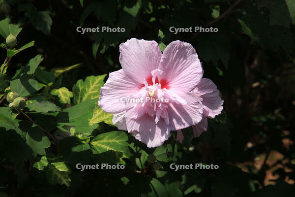 ムクゲ [XIB110021010]