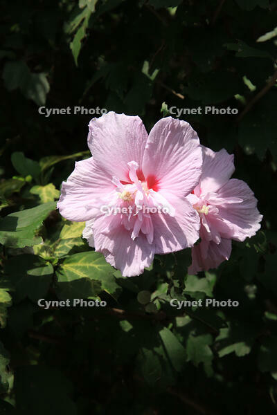 ムクゲ [XIB110021011]