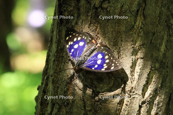 オオムラサキ（オス） [XIB110021013]