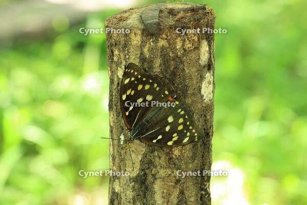 オオムラサキ（メス） [XIB110021014]