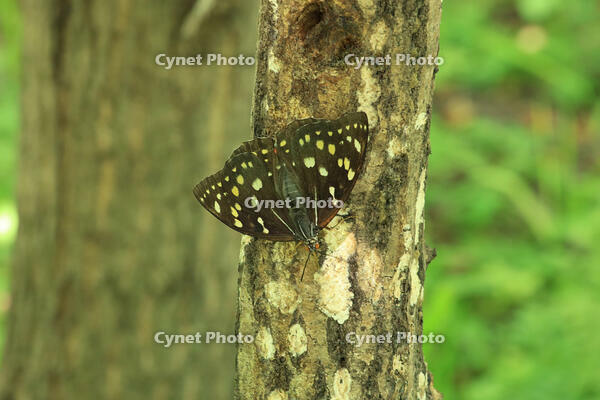 オオムラサキ（メス） [XIB110021015]