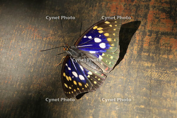 オオムラサキ（オス） [XIB110021016]