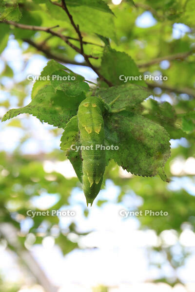 オオムラサキ・6令幼虫 [XIB110021018]