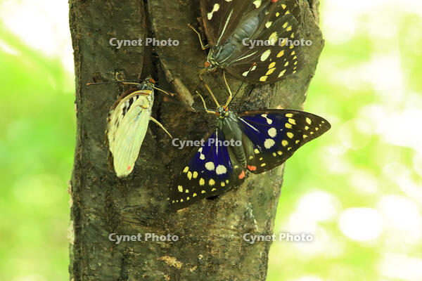 オオムラサキ（オス） [XIB110021019]