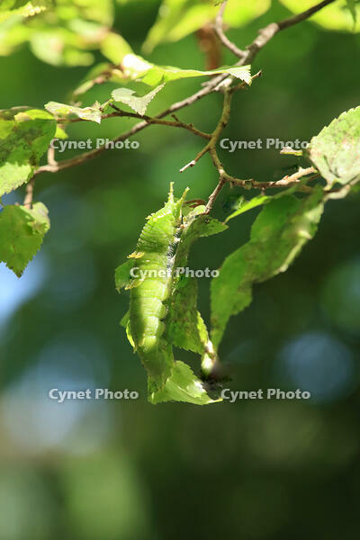 オオムラサキ・6令幼虫 [XIB110021020]