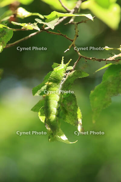 オオムラサキ・6令幼虫 [XIB110021021]