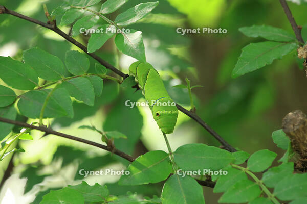 ナミアゲハの幼虫 [XIB110021022]