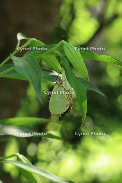 オオムラサキ　羽化 [XIB110021023]