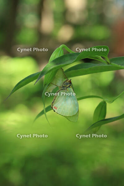 オオムラサキ　羽化 [XIB110021024]