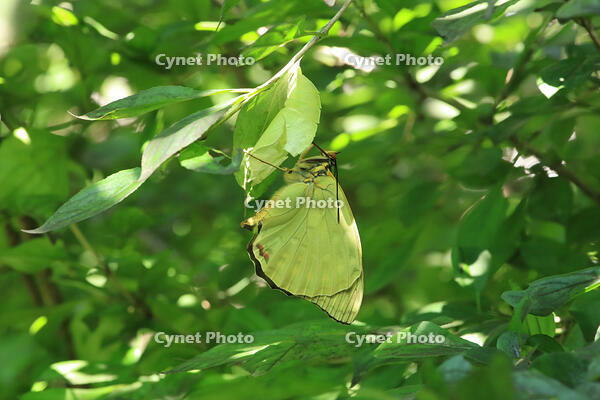 オオムラサキ　羽化後 [XIB110021026]