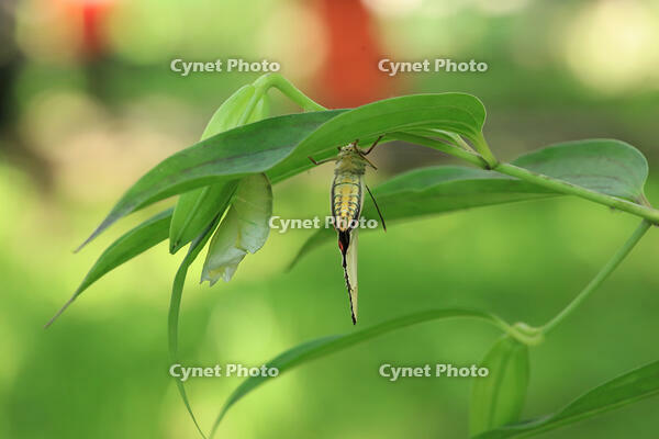 オオムラサキ　羽化後 [XIB110021027]