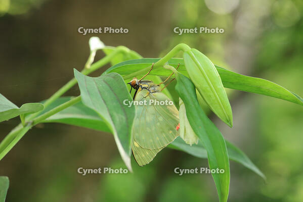 オオムラサキ　羽化後 [XIB110021028]