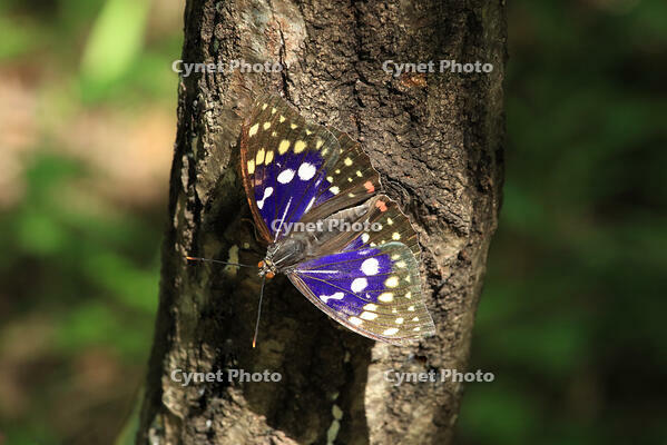 オオムラサキ（オス） [XIB110021030]