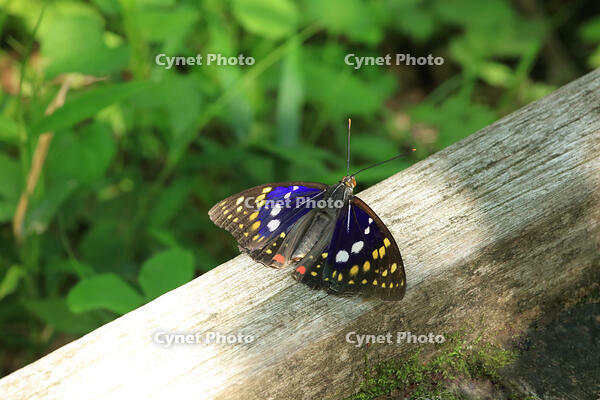 オオムラサキ（オス） [XIB110021032]