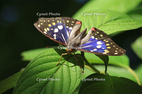 オオムラサキ（オス） [XIB110021033]