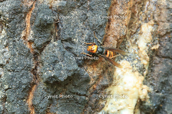 スズメバチ [XIB110021034]