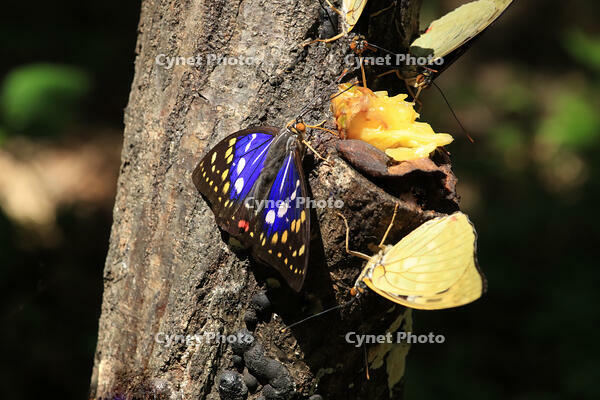 オオムラサキ（オス） [XIB110021035]