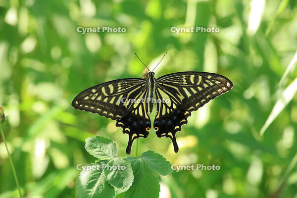 ナミアゲハ [XIB110021038]