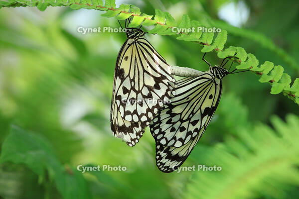 オオゴマダラの交尾 [XIB110021039]