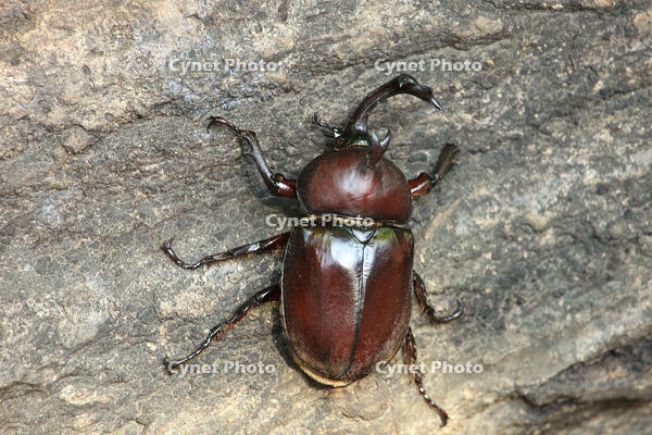 カブトムシ　オス [XIB110021041]