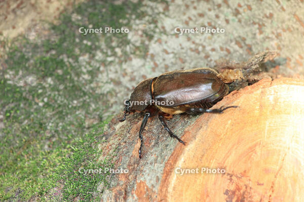 カブトムシ　メス [XIB110021042]