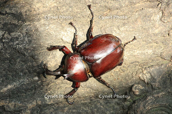 カブトムシ　オス [XIB110021043]