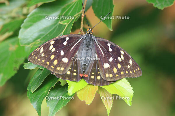 オオムラサキ　メス [XIB110021044]