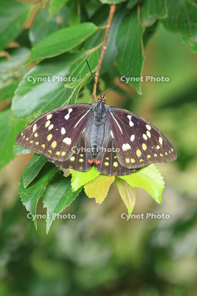 オオムラサキ　メス [XIB110021045]