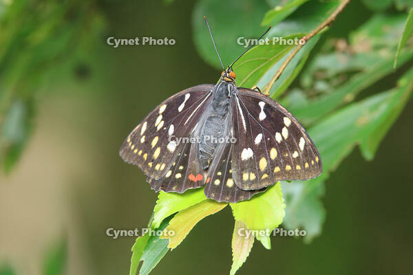 オオムラサキ　メス [XIB110021046]