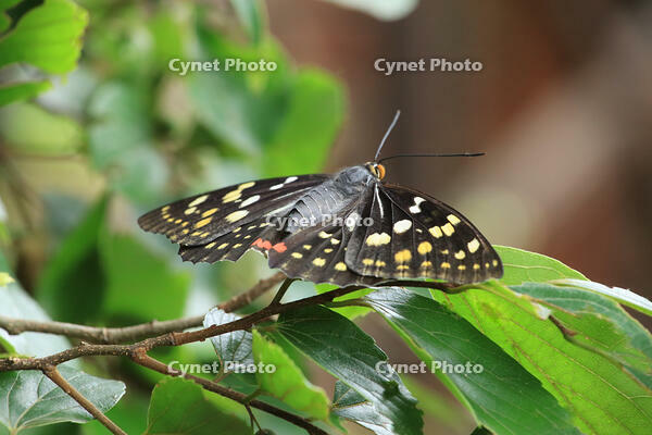 オオムラサキ　メス [XIB110021047]