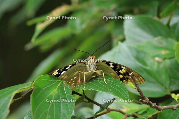 オオムラサキ　メス [XIB110021049]