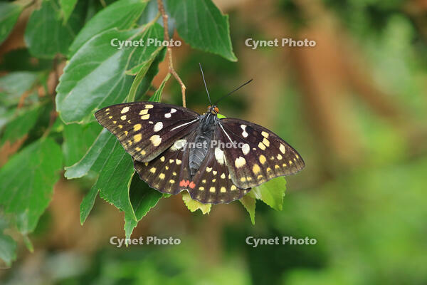 オオムラサキ　メス [XIB110021051]