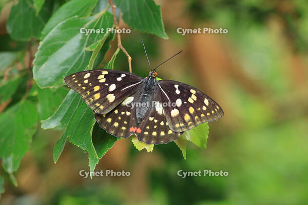 オオムラサキ　メス [XIB110021052]