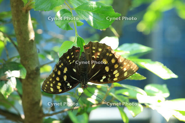 オオムラサキ　メス [XIB110021053]