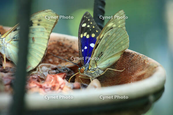 オオムラサキ　メス [XIB110021054]