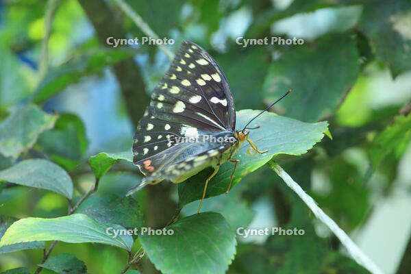 オオムラサキ　オス [XIB110021055]