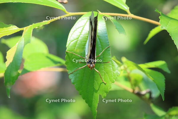 オオムラサキ　オス [XIB110021056]