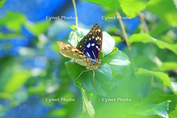 オオムラサキ　オス [XIB110021057]