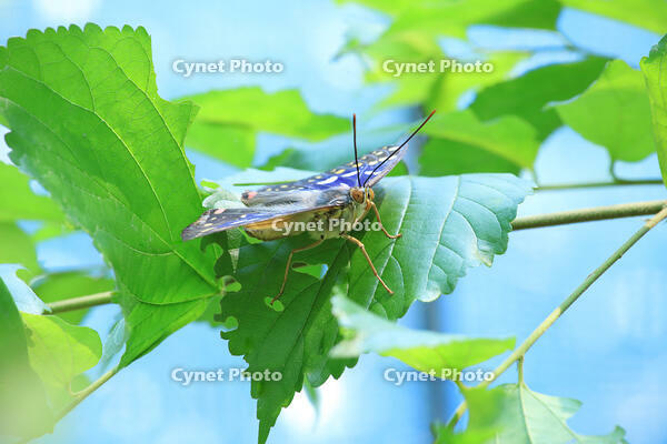 オオムラサキ　オス [XIB110021058]