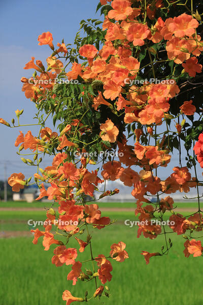 ノウゼンカズラ [XIB110021060]