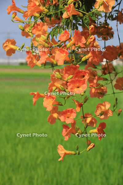 ノウゼンカズラ [XIB110021061]