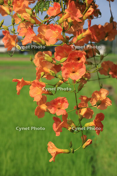 ノウゼンカズラ [XIB110021062]