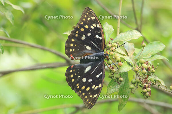 オオムラサキ　メス [XIB110021063]